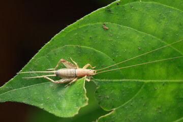 The Leaf Cricket (Ornebius kanetataki), a small member of the Gryllidae family, is distinguished by its extremely long antennae and powerful hind legs adapted for jumping. 