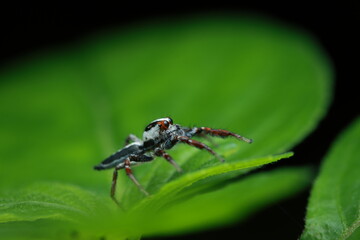 Jumping Spider (Telamonia dimidiata) perched on a green leaf. Its body is white with black patterns, legs reddish-brown, and large prominent eyes indicate its prey-searching behavior.