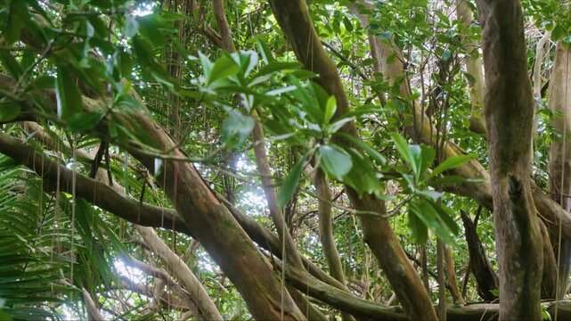 This footage captures the dense, lush canopy and intertwining branches of tropical trees, showcasing the natural beauty and rich biodiversity of Hawaii's unique flora. Ideal for projects needing seren