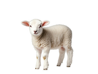 Obraz premium A small white lamb standing on a black background looking directly at the viewer in a studio shot