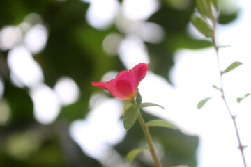 daisy flower with blur background