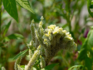 花壇に咲く白いケイトウ