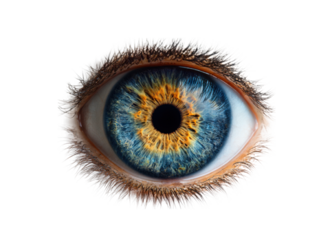 Detailed human eye blue iris with golden yellow accents and brown lashes image, Isolated, Png Transparent Background