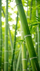 Lush green bamboo forest