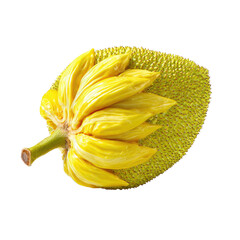 Close-up of a vibrant yellow jackfruit