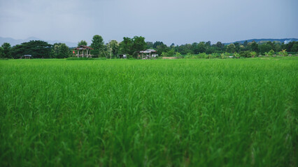 Landscape of the greenery rice field and wooden hut