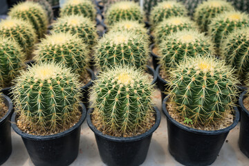 Rows of potted golden barrel cacti neatly arranged in a greenhouse setting showcasing their spiky texture and desert plant appeal