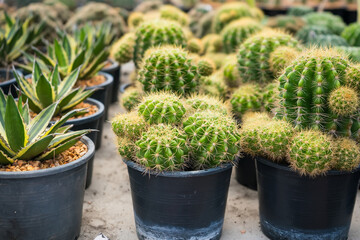 Rows of potted golden barrel cacti neatly arranged in a greenhouse setting showcasing their spiky texture and desert plant appeal