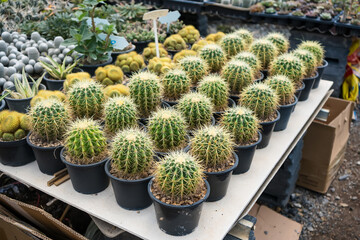 Rows of potted golden barrel cacti neatly arranged in a greenhouse setting showcasing their spiky texture and desert plant appeal