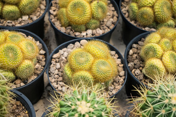 Rows of potted golden barrel cacti neatly arranged in a greenhouse setting showcasing their spiky texture and desert plant appeal