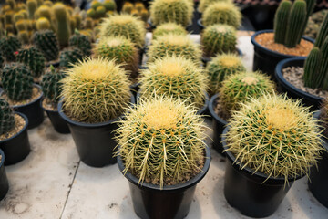 Rows of potted golden barrel cacti neatly arranged in a greenhouse setting showcasing their spiky texture and desert plant appeal