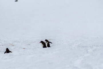 Close-up of a group of Gentoo Penguins -Pygoscelis papua- walking along a penguin highway in a snowy landscape of the colony at Danco island, on the Antarctic Peninsula