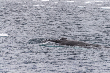 Obraz premium Close-up of the head of a humpback whale -Megaptera novaeangliae. Image taken in the Lemaire channel, Antarctic Peninsula.