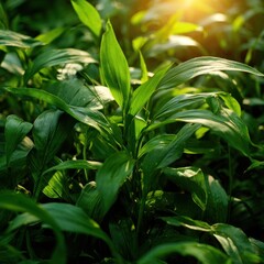 Lush green foliage thrives under soft sunlight, with vibrant leaves creating a dense, natural pattern and warm, glowing ambiance