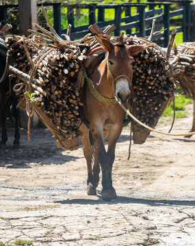 A mule loads sugarcane on a farm in Colombia