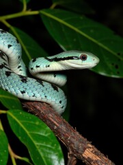 Obraz premium Captivating green snake curled on branch rainforest wildlife photography lush environment close-up view serpent behavior