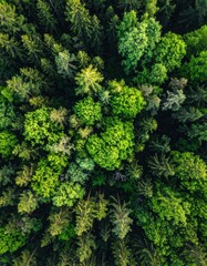 Naklejka premium Dense, vibrant forest canopy view from above. Lush green foliage of various tree types fills the frame