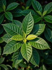 Vibrant green leaves lush garden botanical photography natural environment close-up view plant life exploration