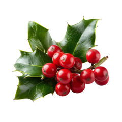 Holly berries isolated on transparent White background png
