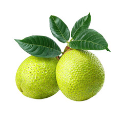 Two vibrant lime-green fruits, bumpy textured, with fresh green leaves attached