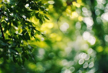 Obraz premium Soft-focused, light-drenched canopy of green leaves. Bokeh orbs of light illuminate the background, creating an ethereal, dreamlike atmosphere