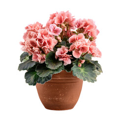 Pink flowers in a brown pot blooming beautifully a lovely houseplant isolated on transparent White background png