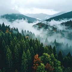Serene mountain landscape view with fog rolling through evergreen forest, creating an atmospheric and tranquil scene