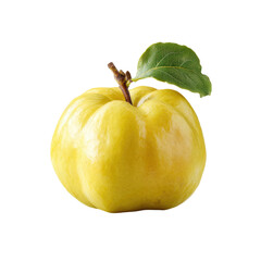 Single yellow quince with green leaf