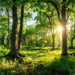 Sunny forest scene; lush green meadow beneath tall trees, sky visible between branches, sunburst