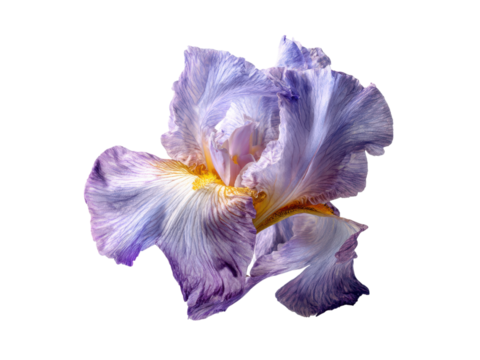 Delicate purple iris bloom with yellow center on black flower white, Isolated, Png Transparent Background - Powered by Adobe