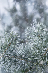 Natural pine tree branches are covered frost, nature winter vertical background, snow conifer fir needles close up. Winter Christmas holiday mood, it is snowing. Soft focus, bokeh, vertical