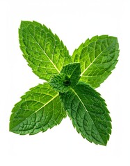 Fresh mint sprig isolated on white. Vibrant green leaves show detailed veins, creating a botanical texture. Studio shot for clarity