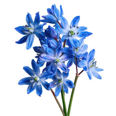 Fototapeta premium Delicate blue flowers arrangement nature floral isolated on transparent background