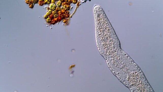 Freshwater flatworms and algae under microscope, 4K Video 