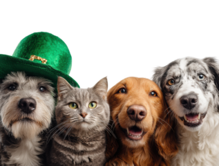 Playful dogs and cats in green hat portrait fun environment isolated on transparent background