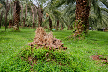 Date palm stump in a date palm orchard