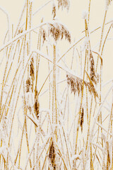 Closeup of frost-covered pampas grass as pastel beige background. Icy textures and natural elegance of frozen plants as serene and tranquil winter atmosphere. Snow covering of reeds on frozen lake