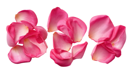 Close-up of three clusters of delicate pink rose petals
