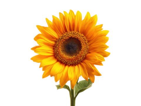 Bright yellow sunflower with dark center and green stem on black orange petals, Isolated, Png Transparent Background