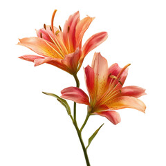 Fototapeta premium Vibrant lilies blooming in nature garden scene floral isolated on transparent background