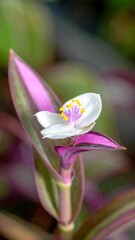 Fototapeta premium Close-up of a vibrant flower