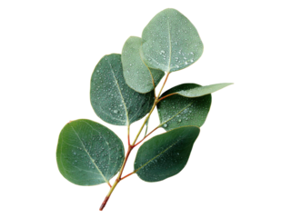 Green eucalyptus branch with water droplets on black leaves, Isolated, Png Transparent Background