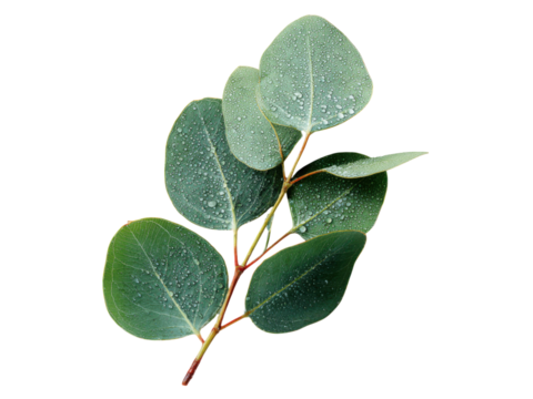 Green eucalyptus branch with water droplets on black leaves, Isolated, Png Transparent Background
