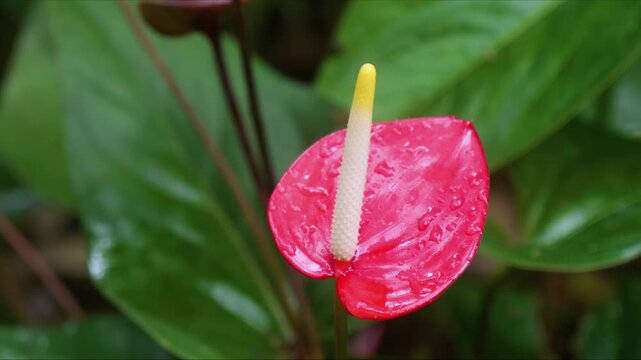 close up shot captures the exquisite beauty of a vivid red Anthurium andraeanum Flamingo Flower with its distinctive spadix, set against a backdrop of lush green foliage and glistening with raindrops,