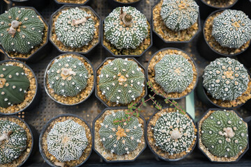 Top-down view of colorful cacti in small pots arranged in a grid pattern at a garden center or nursery for decorative indoor use