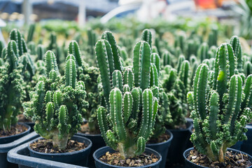 Rows of green cacti potted in black containers at a plant nursery, showcasing different varieties of cacti in bright sunlight