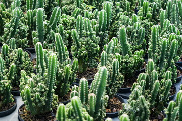 Rows of green cacti potted in black containers at a plant nursery, showcasing different varieties of cacti in bright sunlight