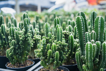 Rows of green cacti potted in black containers at a plant nursery, showcasing different varieties of cacti in bright sunlight