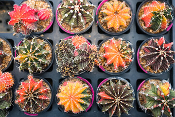 Top-down view of colorful cacti in small pots arranged in a grid pattern at a garden center or nursery for decorative indoor use