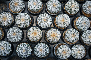 Top-down view of colorful cacti in small pots arranged in a grid pattern at a garden center or nursery for decorative indoor use